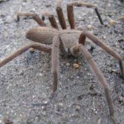Rain spider, KRCA